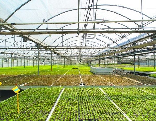 dannyo-greenhouse_africa
