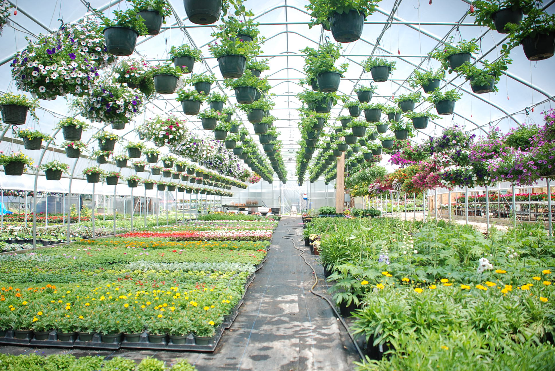 Controlling Greenhouse Humidity During Summer’s Hottest Months