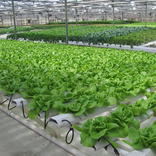 Drip-Irrigation-Sprinkler-Irrigation-System-Hydroponics-System-for-Lettuce-in-Greenhouse